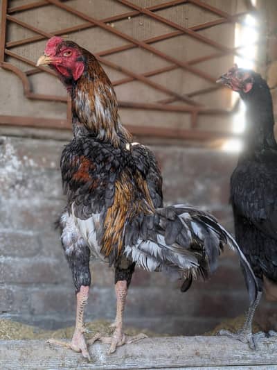 aseel/Thai aseel/ Burmi aseel /Trio set