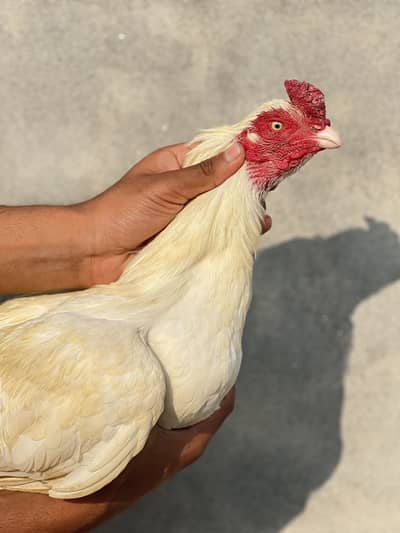 Boska Heera Mianwali Aseel