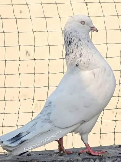 Indian lattha/ thuth kabootar red eyes