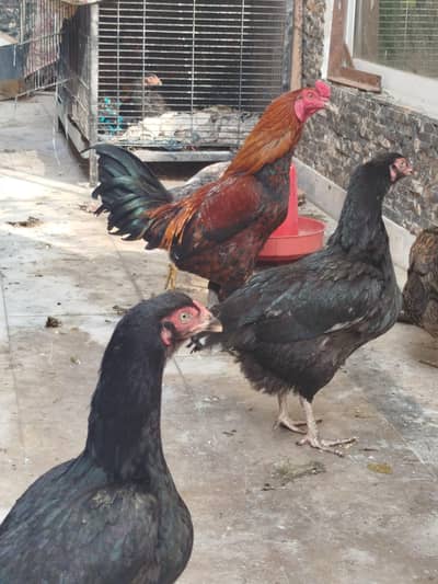 Dasi hens and Rooster for sale