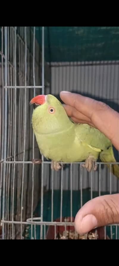 Ringneck pair bhut acha he