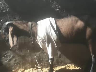 pure nagra beetal female