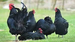 Australorp 1 male 4 female for sale aggs lying
