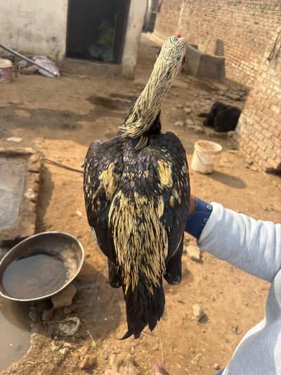 aseel murgy for sal watsap 03470665416