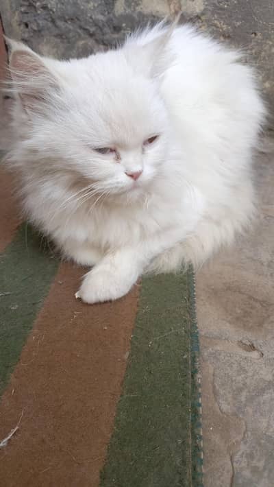 persiancat