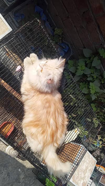 triple coated, fully active