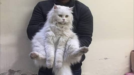 Persian white pair triple coat