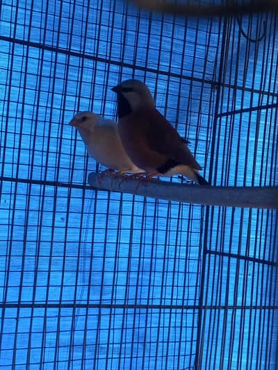 Parson finch 101% breeder pair.