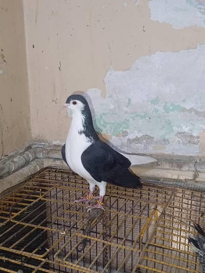 Young Sherazi female