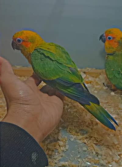 sun conure