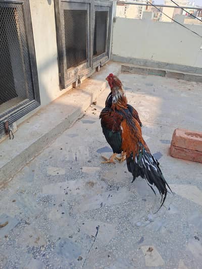 Out Class Quality Male for Sale