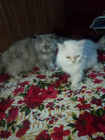 perian female cat for sale