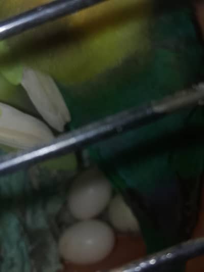 Breader pair with eggs