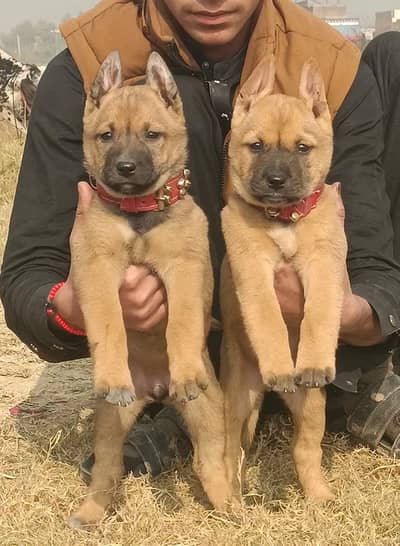 German Bhagyari  Dog  Dog For Sale