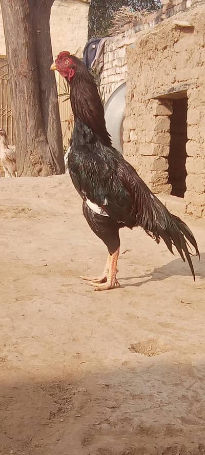 aseel mianwali murga urgent sale