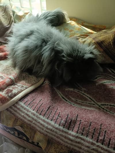 Big Size cat for sale in pk Big Size and fully vaccinated