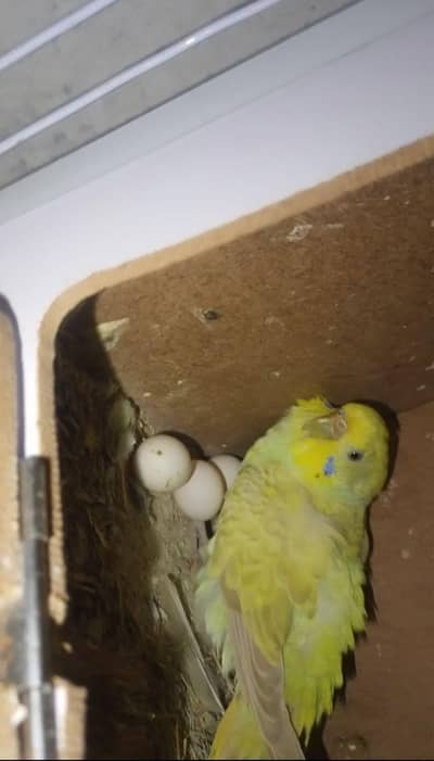 budgies breader pairs