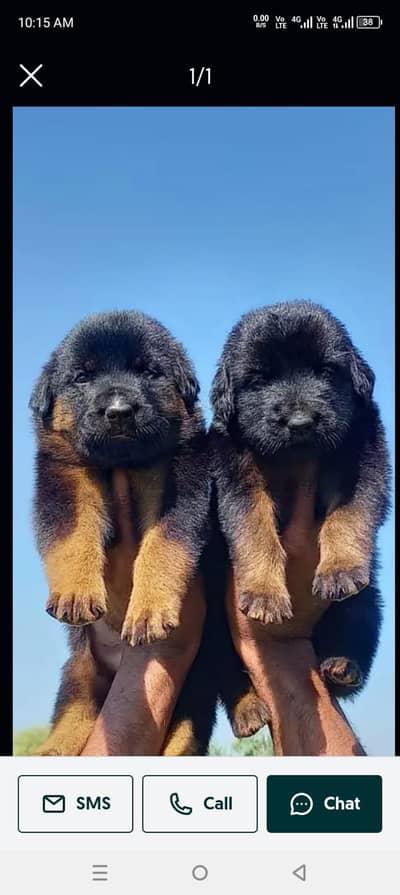 German Shepherd| Puppy | Double Coat puppies | Dog For Sale |GSD
