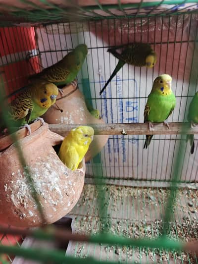 parrot for swll stalyn 8 pis ha total bridre Andy be ha Andre Sara sat