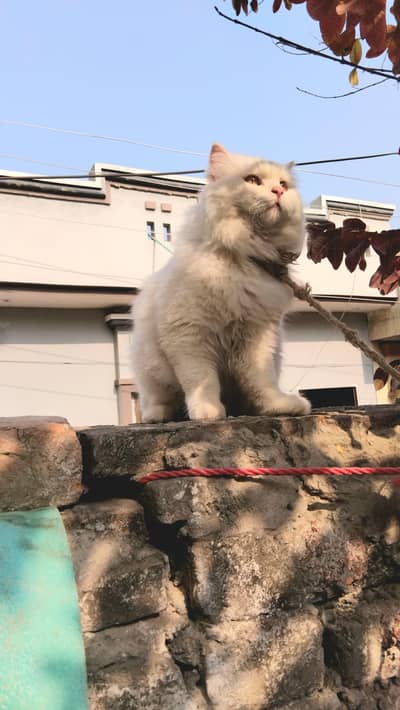 persian cat for sale In Chakwal