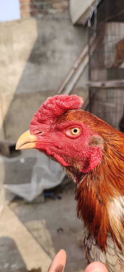 mianwali sleta aseel