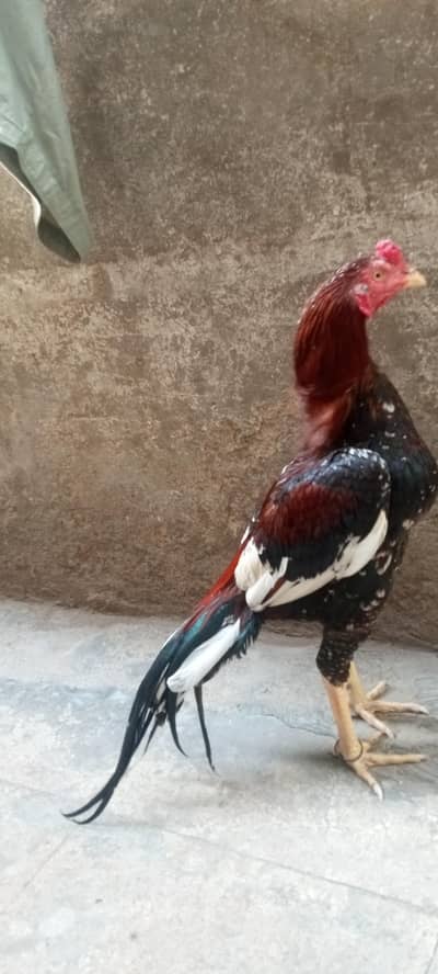 pure aseel miyeali pata