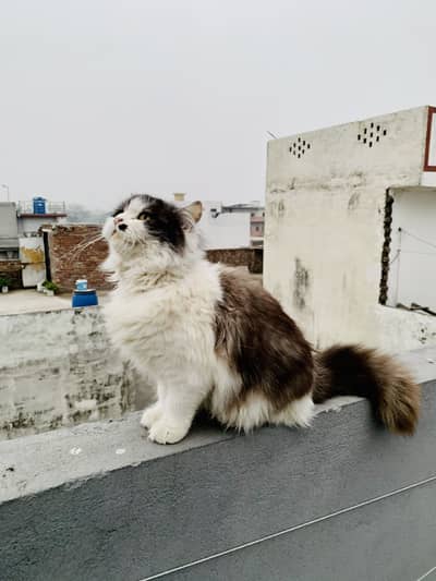 Cute White & Grey Persian Kitten for Sale