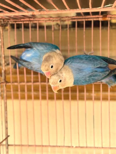 violet opaline breeder pair