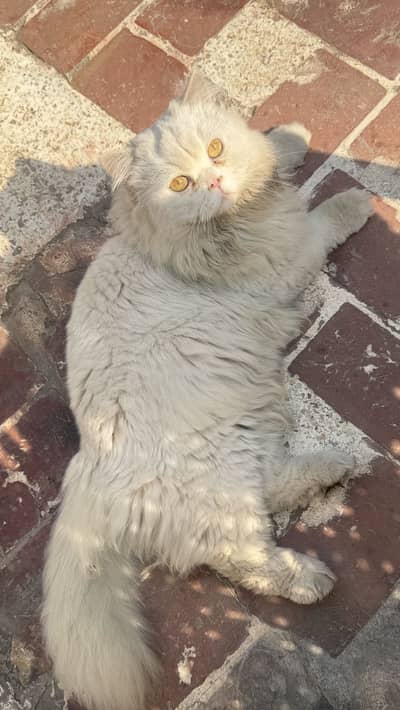 2 Doll Face Persian Cats