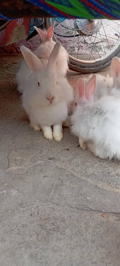 English Angora bunny