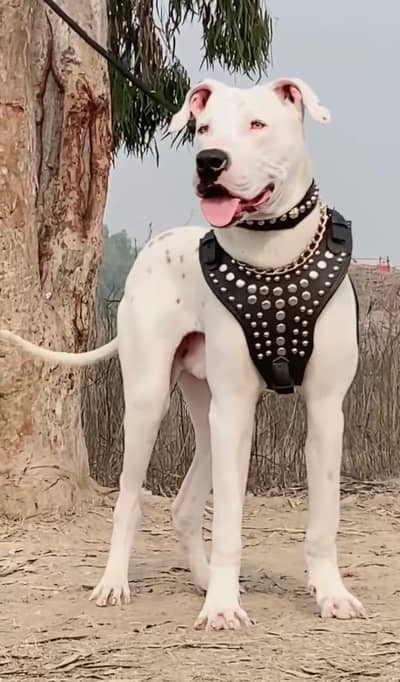 bully gultair dogs / bully gultair male dog /gultair /Bully Dogs