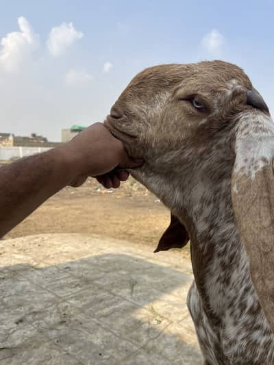 Pure Makha China Bloodline Male breeder