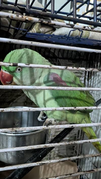 Talking Female Parrot