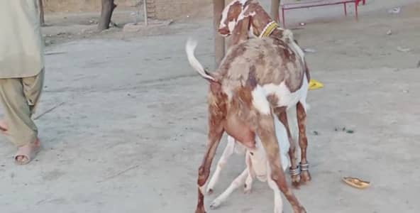 2 Bacchon Ka Sath Desi Bakri For Sale/ +03225280183