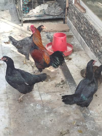 selling Dasi & amroha hens
