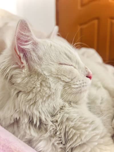 Persian 7 Months old Vacinated Cat very friendly and active