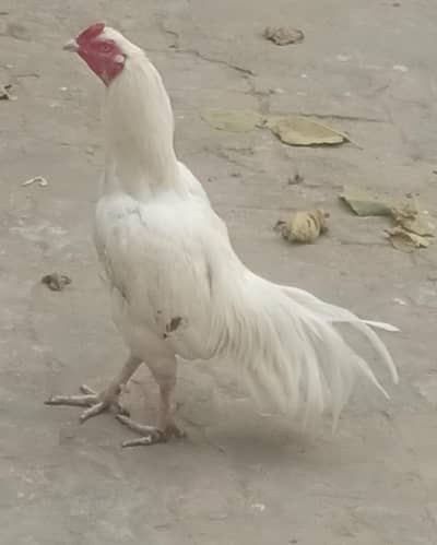 Pure Aseel heera hen/pakistani Aseel pathy/ Murga /white heera