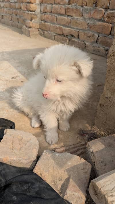 Russian puppy pink nose urgent for sale contact 03048983434