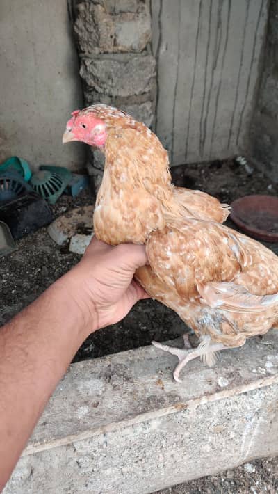 Zero Size Female Available