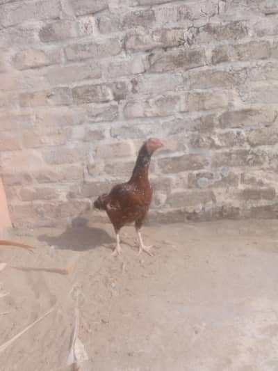 7aseel 2 madi for sale