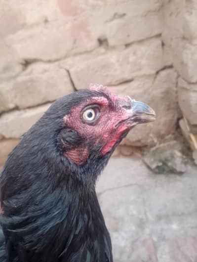 aseel murgi or pathi