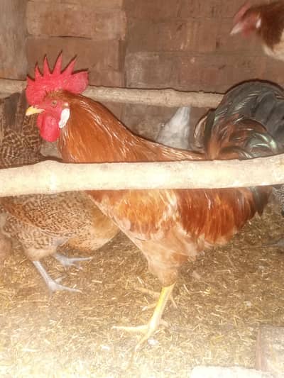 4 Murgiyan aur 1 Murgha for sell