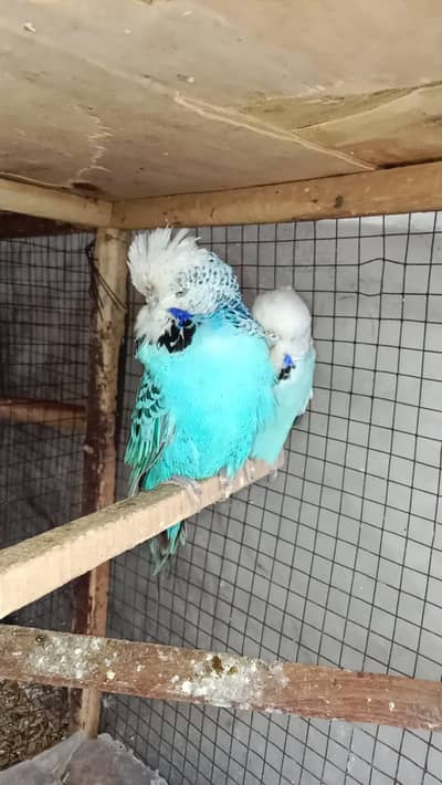 exhibition ,TCB  , king , bw , spangle