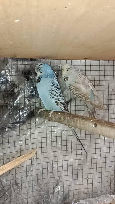 exhibition ,TCB  , king , bw , spangle