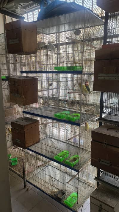 LOVE BIRDS SETUP CAGE BOX