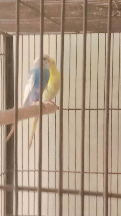 two females for sale hain