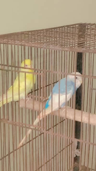 fixid price don,t waste my time is kam nhi ha ga