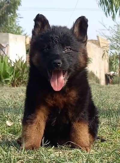 German Shepherd| Puppy | Double Coat puppies | Dog For Sale |GSD