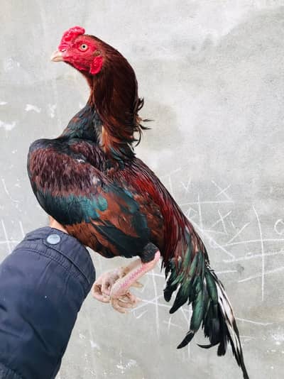 Aseel murgha for sale