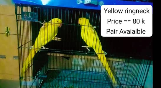 Parrots | Yellow Ringneck | Green ringneck | Lovbirds | Parrots